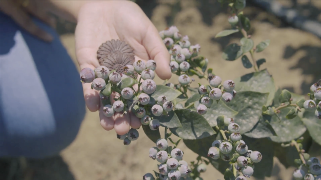 Fresh Farming: Economía circular en el sector agroindustria