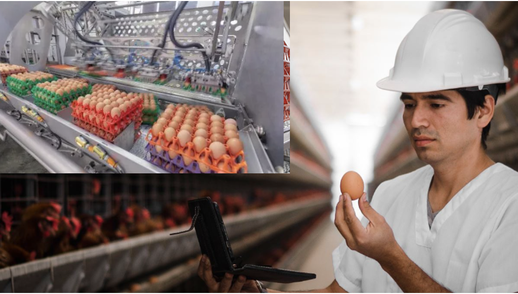 De cáscaras de huevo a sales de calcio con valor alimenticio y comercial