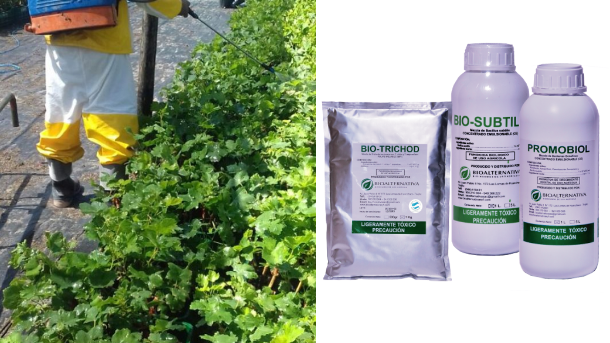 Bioalternativa: insumos biológicos para una agricultura sostenible