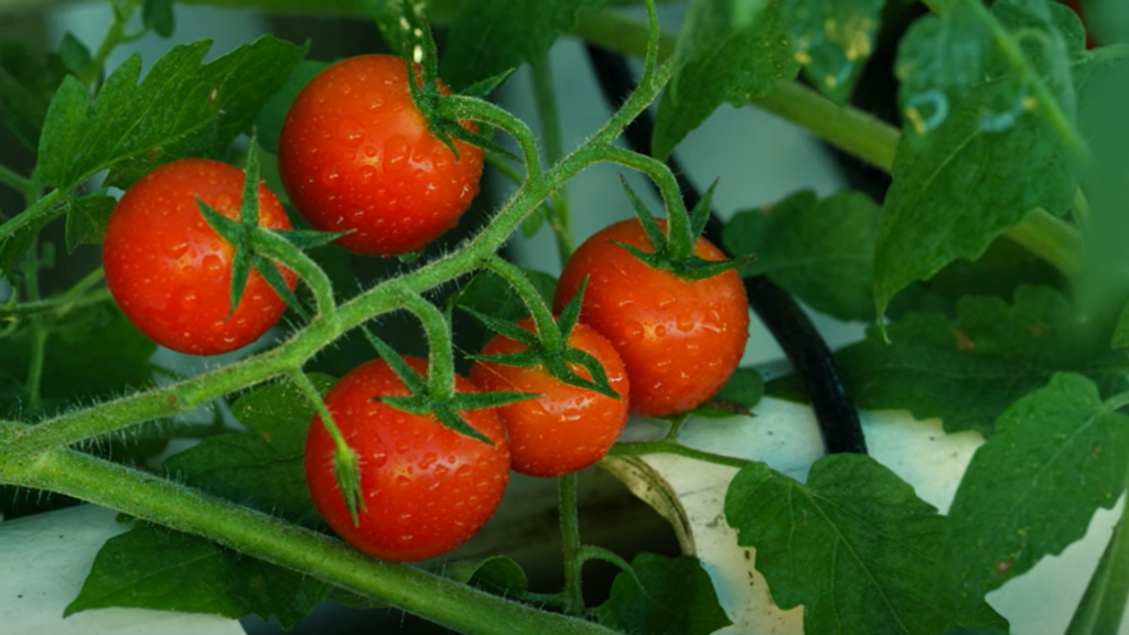 Crops Protection: Economía circular en el sector agroindustria